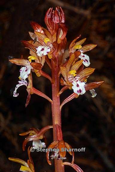 corallorhiza maculata 2 graphic